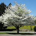12 American White Dogwood Cuttings – Cornus florida Unrooted Scions for Grafting and Rooting – Flowering Tree Propagation Starter