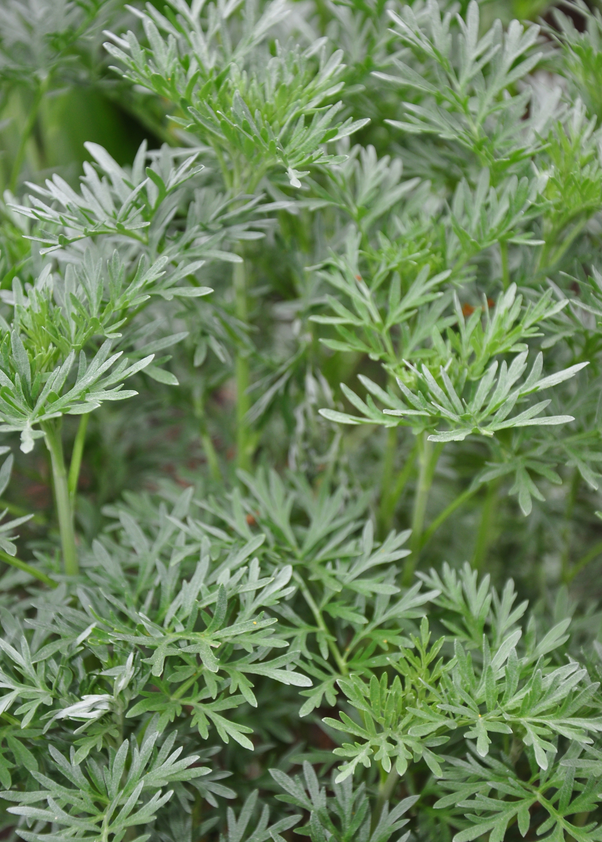 Wormwood (Artemisia absinthium)