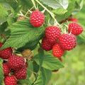 Caroline Everbearing Raspberry Plant Bare Root – Large Red Berries, Hardy Fall-Bearing Fruit Bush, Rubus idaeus