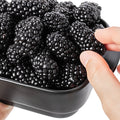 Big Daddy Thornless Blackberry Plants – Rubus Hybrid Bare Root Bushes for Large Sweet Berries, Edible Landscaping, USDA Zones 5-9