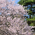Yoshino Cherry Tree 2ft Bare Root – Prunus x yedoensis Ornamental Tree with Pink-White Blossoms