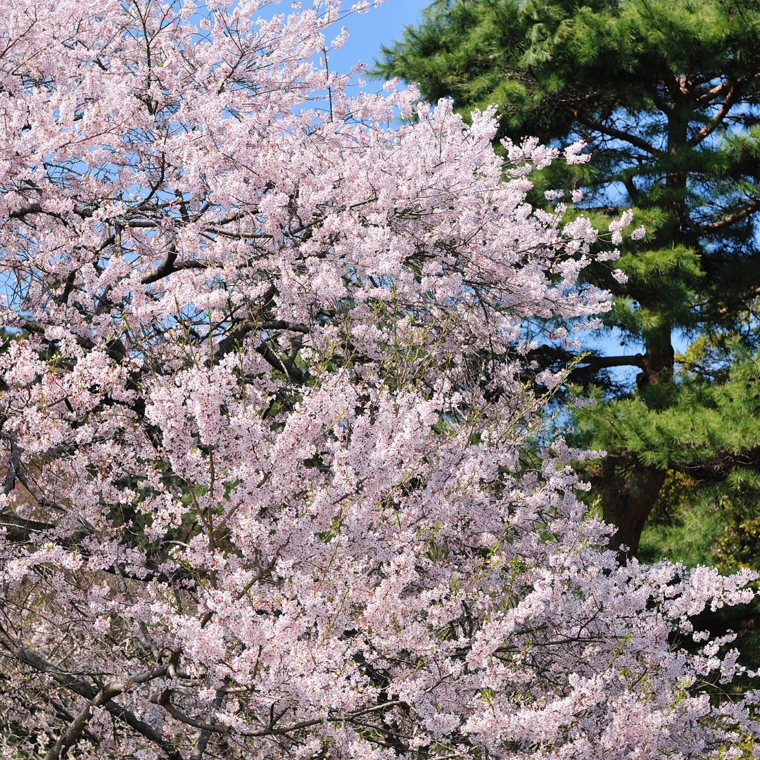 Yoshino Cherry Tree 2ft Bare Root – Prunus x yedoensis Ornamental Tree with Pink-White Blossoms
