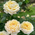 Super Rare Golden Yves Piaget Rose Cuttings – Rosa ‘Yves Piaget’ Floribunda, Vibrant Yellow Blooms, Unrooted for Rooting or Grafting
