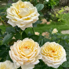 Super Rare Golden Yves Piaget Rose Cuttings – Rosa ‘Yves Piaget’ Floribunda, Vibrant Yellow Blooms, Unrooted for Rooting or Grafting
