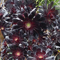 Aeonium Arboreum 'Zwartkopf' Cutting – 3–5" Black Rose Succulent, Dark Purple Foliage, Unrooted Live Stem, Rare Succulent Plant