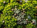 Live Lichen & Moss Covered Wood Sticks – 6-12 Inch Natural Terrarium Decor, Fairy Garden Supplies, Reptile Habitat Wood