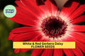 200+ White & Red Gerbera Daisy Seeds – Two-Tone Blooms for Garden, Cut Flowers, Bright Borders – Gerbera jamesonii