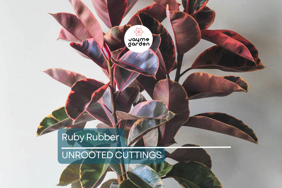 Ficus elastica 'Ruby' Plant Cuttings – 3 Fresh 12" Variegated Rubber Tree Propagation Starter