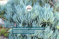 Succulent Cuttings - Blue Chalk Sticks (Senecio mandraliscae) - Drought Tolerant, Easy Propagation, 5" Long