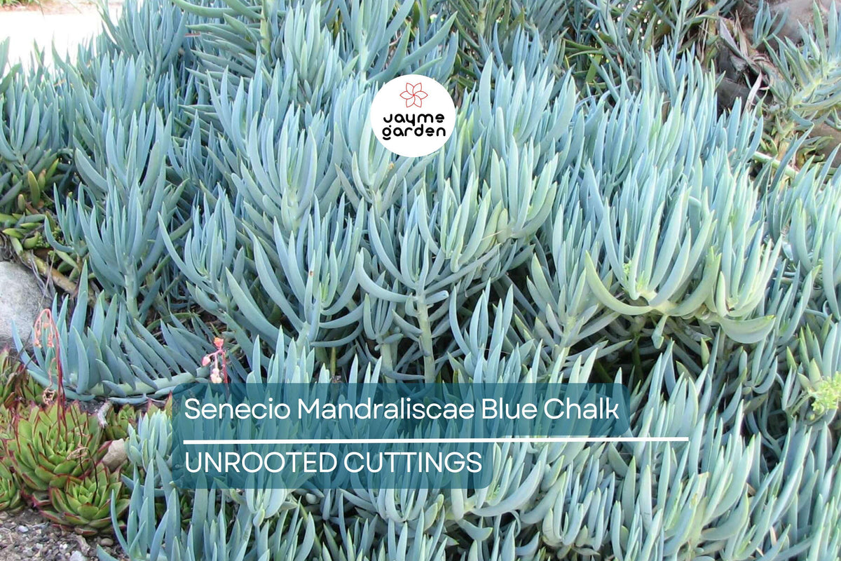 Succulent Cuttings - Blue Chalk Sticks (Senecio mandraliscae) - Drought Tolerant, Easy Propagation, 5" Long