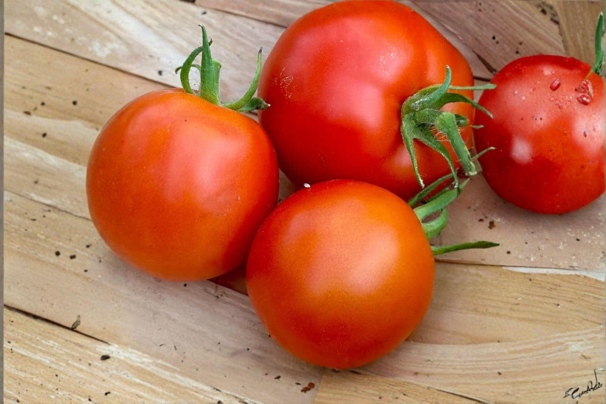 Heirloom Tomato Seeds 100mg | Red Slicer, Disease Resistant, Non-GMO, Solanum lycopersicum, Vegetable Garden Plant