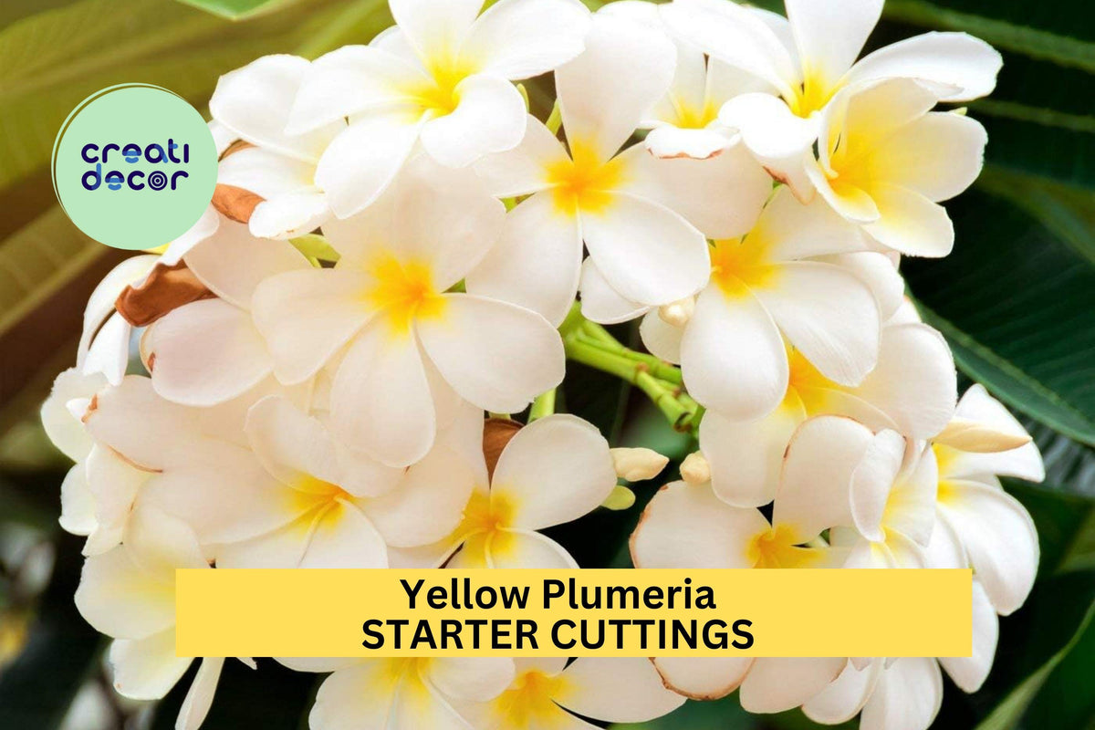 Yellow Plumeria Cutting – 10" Unrooted Starter with Fragrant Yellow Blooms, Plumeria rubra, Tropical Garden or Patio Plant