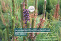 Japanese Red Pine Tree Seeds – Evergreen Bonsai & Landscape, Pinus densiflora, Hardy, Drought Tolerant