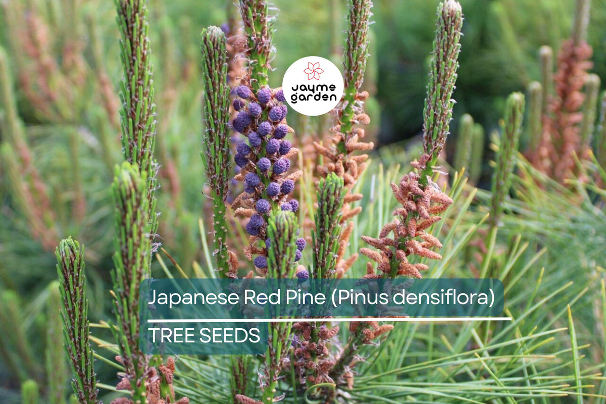 Japanese Red Pine Tree Seeds – Evergreen Bonsai & Landscape, Pinus densiflora, Hardy, Drought Tolerant