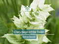 Clary Sage White Swan Seeds – Pollinator-Friendly Herb for Bees, Butterflies & Birds – Non-GMO, Easy to Grow, 50 Seeds