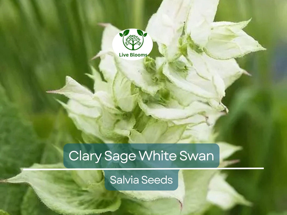 Clary Sage White Swan Seeds – Pollinator-Friendly Herb for Bees, Butterflies & Birds – Non-GMO, Easy to Grow, 50 Seeds