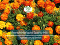 300 French Marigold Seeds – Sparky Mix, Tagetes patula, Dwarf Compact Annual for Borders, Containers, and Garden Beds