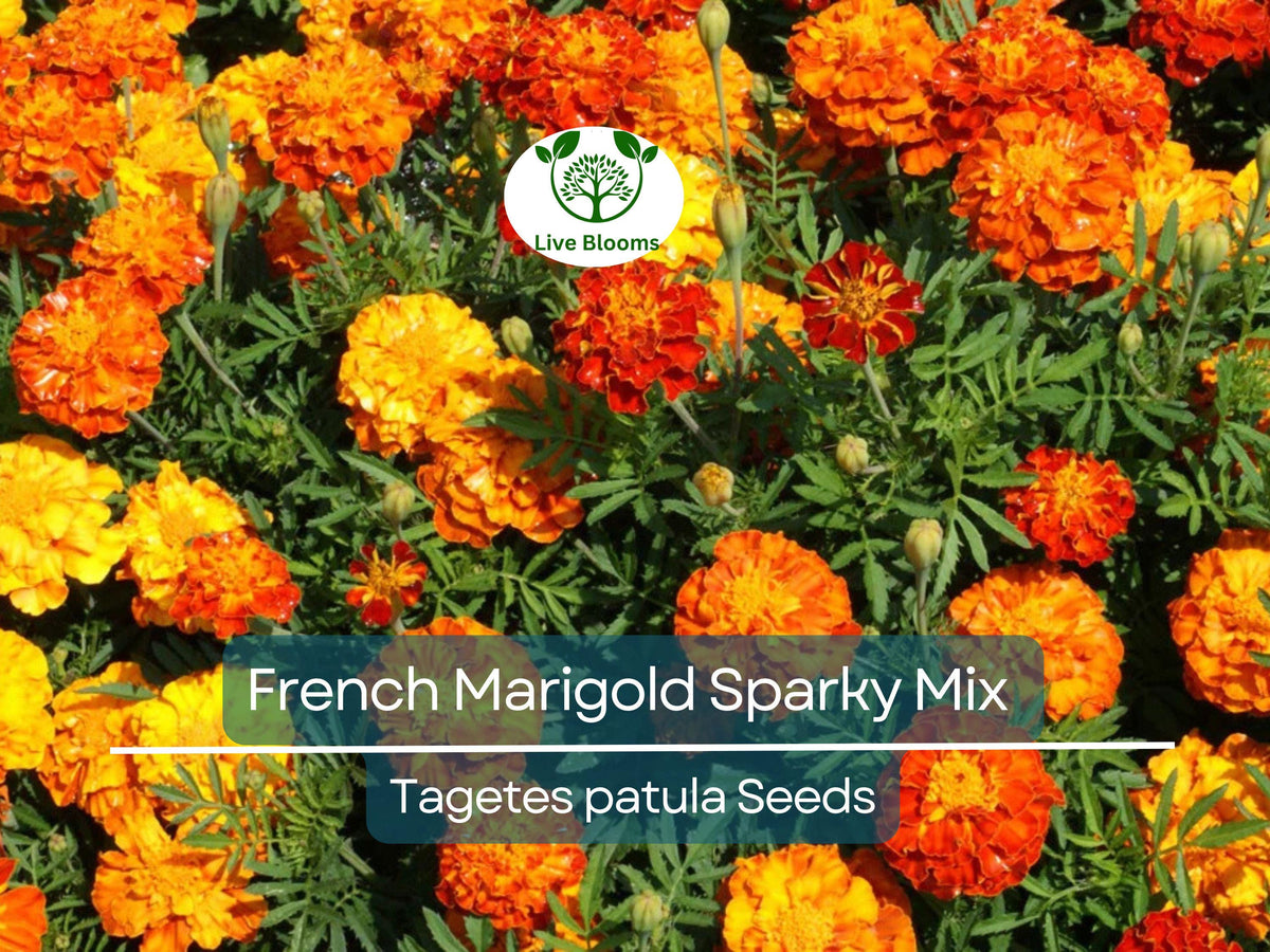 300 French Marigold Seeds – Sparky Mix, Tagetes patula, Dwarf Compact Annual for Borders, Containers, and Garden Beds