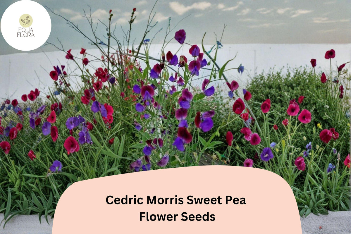 50+ Cedric Morris Sweet Pea Seeds | Fragrant Climbing Annual Flowers for Garden & Cut Flowers | Lathyrus odoratus