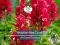 7 Brazilian Red Cloak Unrooted Cuttings – Tropical Shrub for Gardens, Privacy Hedge, Easy to Root, Organic Megaskepasma erythrochlamys