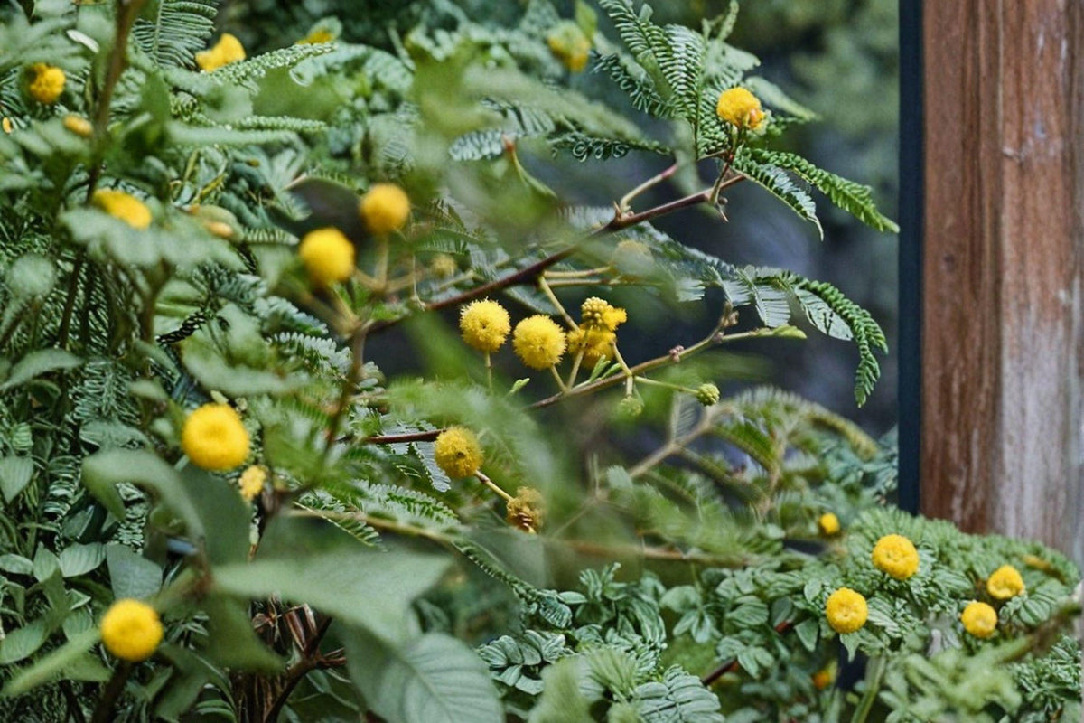 Gum Arabic Tree Seeds – Vachellia nilotica, Medicinal Acacia, Thorny Acacia, 5 Seeds for Dry Climates, Agroforestry & Erosion Control