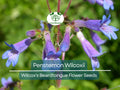 100 mg Penstemon Wilcoxii Seeds | Native Wildflower for Pollinator Gardens, Drought-Tolerant Perennial, Low-Maintenance Landscaping