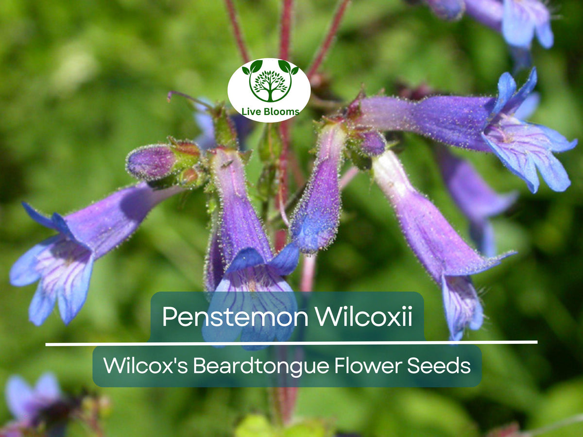 100 mg Penstemon Wilcoxii Seeds | Native Wildflower for Pollinator Gardens, Drought-Tolerant Perennial, Low-Maintenance Landscaping