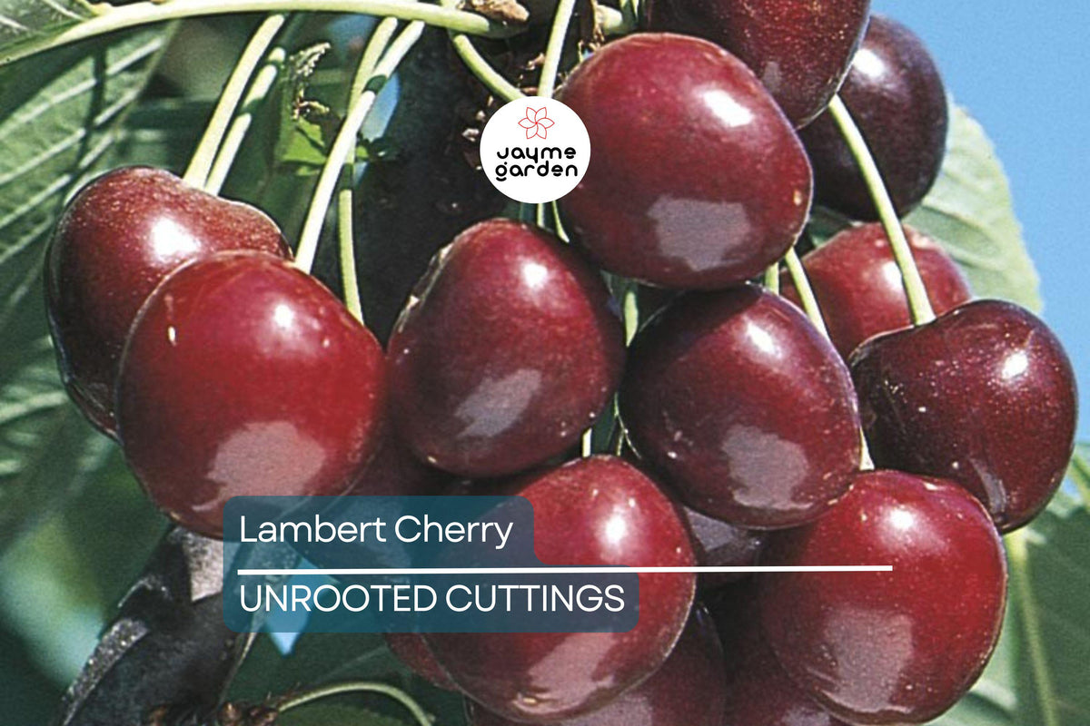 Lambert Cherry Tree Scion Cuttings x3 – Sweet Red Cherries for Grafting & Propagation – Prunus avium
