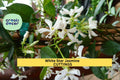 White Star Jasmine Cuttings – Fragrant Flowering Vine Starter Stems for Propagation, Trachelospermum jasminoides