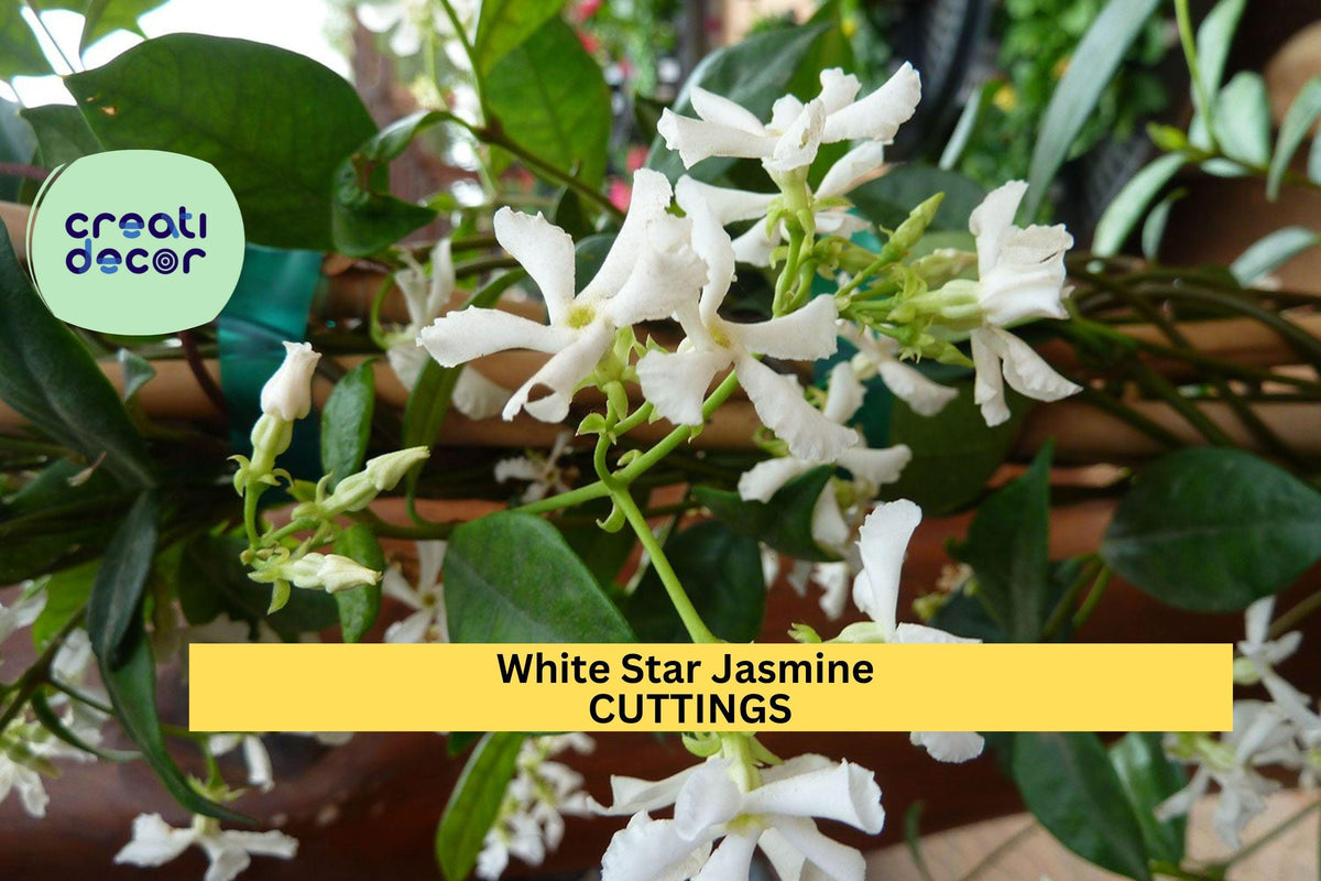 White Star Jasmine Cuttings – Fragrant Flowering Vine Starter Stems for Propagation, Trachelospermum jasminoides