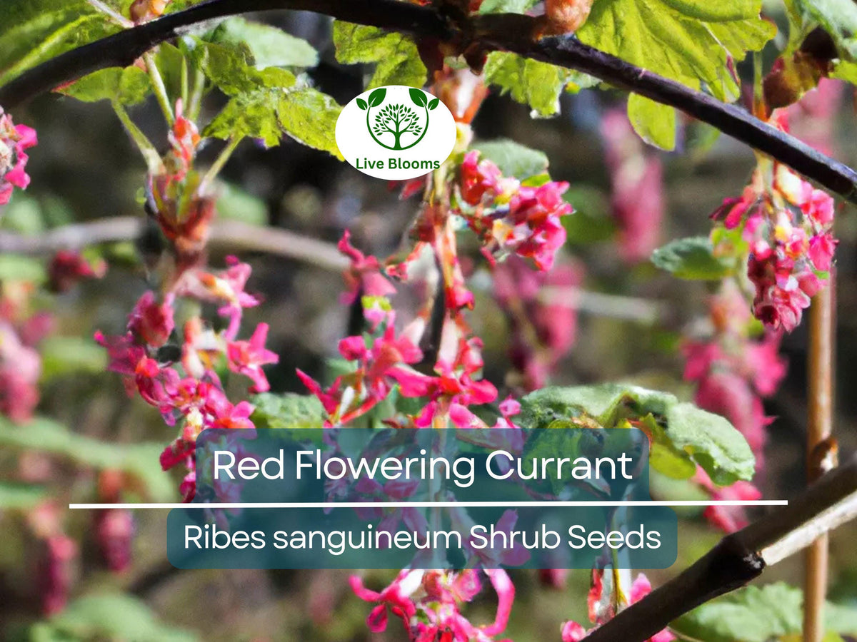 Red Flowering Currant Shrub Seeds, Ornamental Hedge, Ribes sanguineum, Spring Blooms, Drought Tolerant, Pollinator Attracting, Garden Landscaping