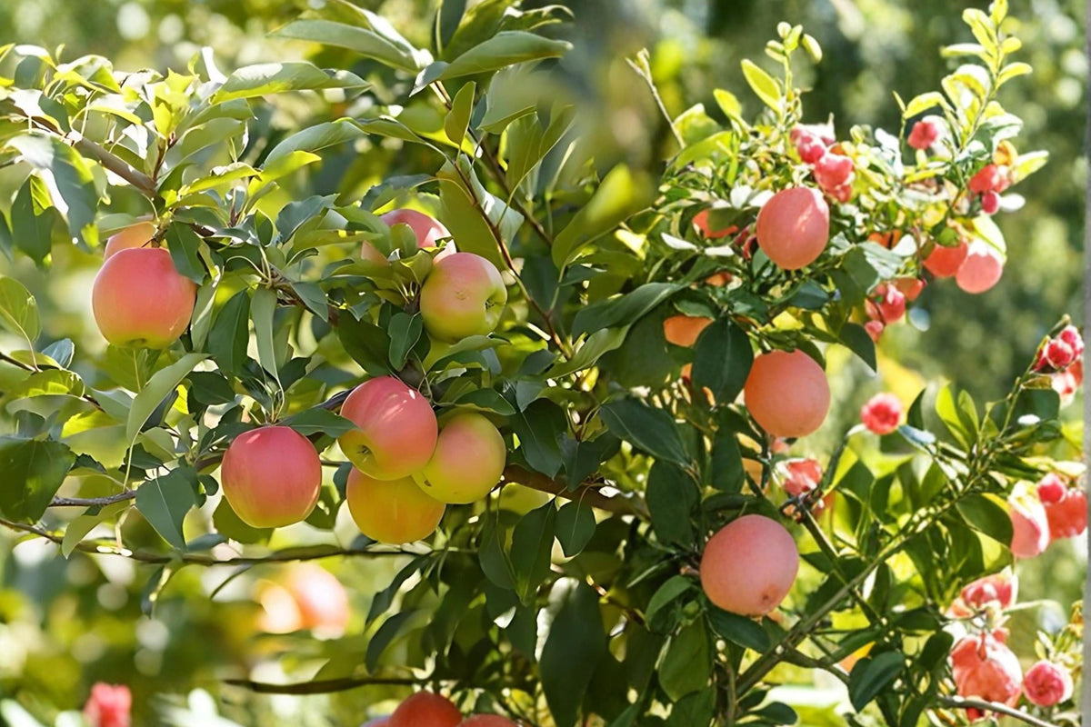 Fuji Apple Tree Live Bare Root 2 ft Malus domestica Fruit Tree for Garden, Orchard, Home Growing