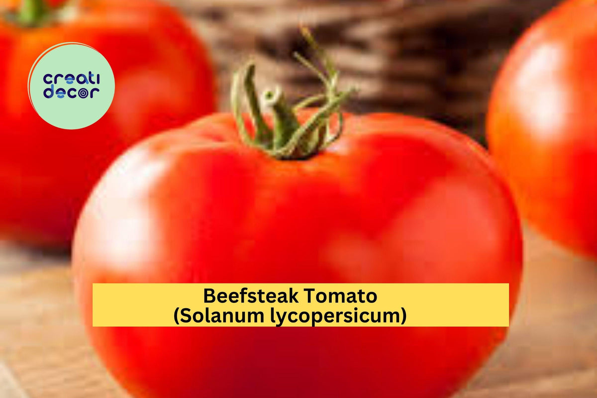Beefsteak Tomato Live Plants – 4 Healthy 6–10” Solanum lycopersicum Heirloom Vegetables for Garden or Containers