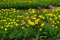 Bird’s Foot Trefoil Seeds – Lotus corniculatus, Pollinator-Friendly, Nitrogen Fixing, Perennial, 100 Seeds
