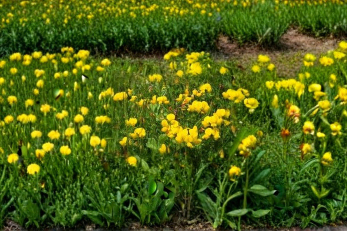Bird’s Foot Trefoil Seeds – Lotus corniculatus, Pollinator-Friendly, Nitrogen Fixing, Perennial, 100 Seeds