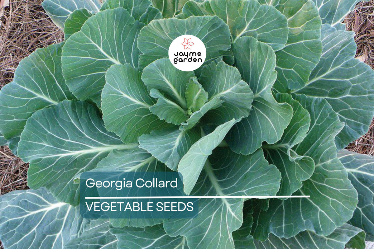 Georgia Collard Seeds – Heirloom, Non-GMO, Cold & Heat Tolerant, Leafy Greens, Brassica oleracea var. viridis, 2,000 Seeds