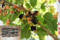 Black Mulberry Cuttings 12 Inch Unrooted Morus nigra Fruit Tree for Home Garden