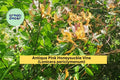Antique Pink Honeysuckle Vine | Lonicera periclymenum | 2 ft Bare Root Climbing Plant with Fragrant Pink Blooms