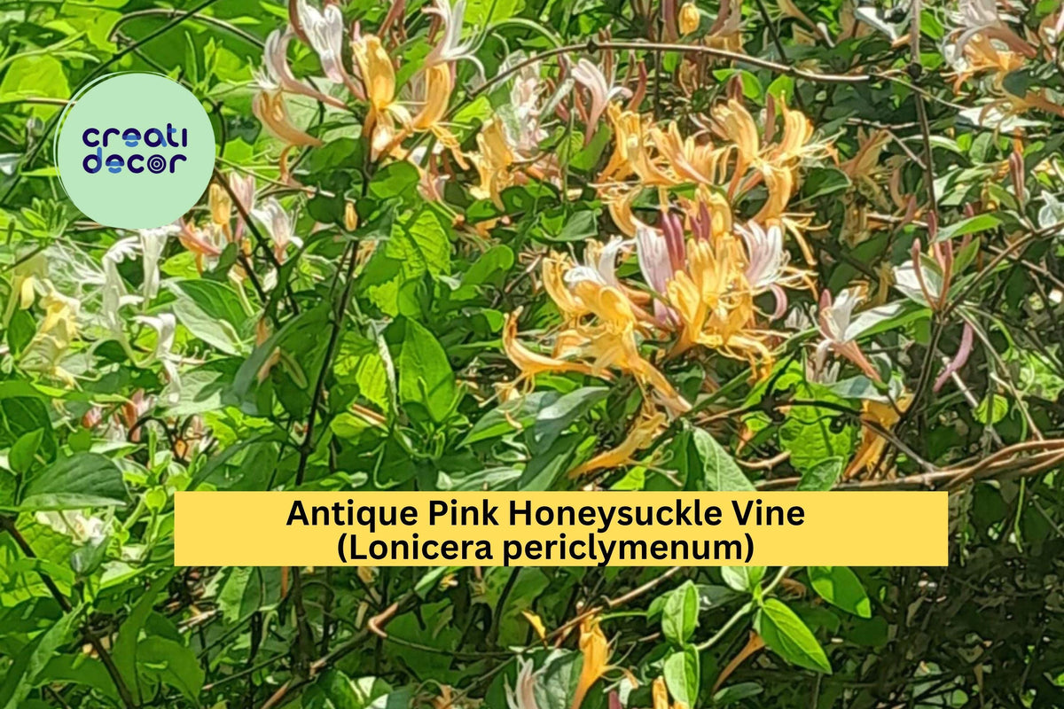 Antique Pink Honeysuckle Vine | Lonicera periclymenum | 2 ft Bare Root Climbing Plant with Fragrant Pink Blooms