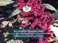 1500 Seeds Amaranth Opopeo Red Flower Edible Leaves & Grain Microgreens Non-GMO Amaranthus