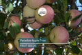Paradise Apple Tree Seeds – Red Delicious, Malus pumila, Edible Fruit, White Flowers, Cold Hardy, Fruit & Flower Plant