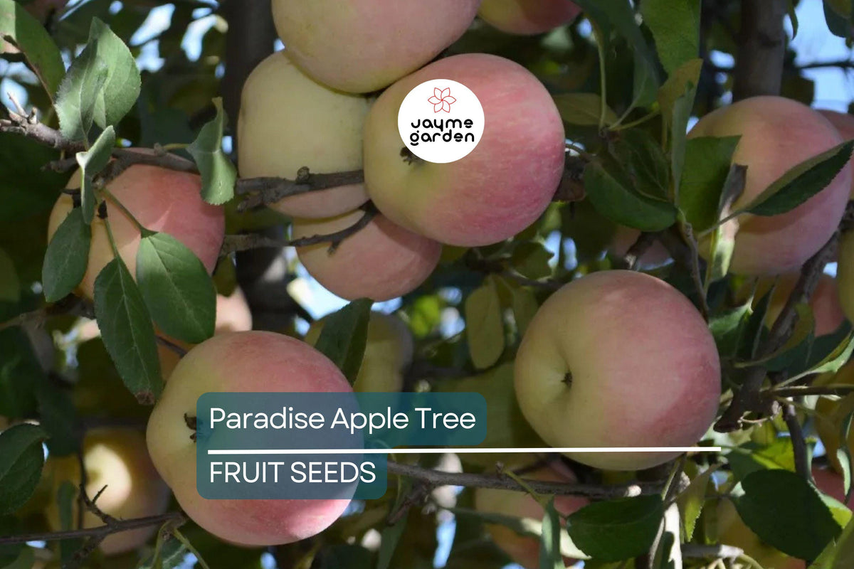 Paradise Apple Tree Seeds – Red Delicious, Malus pumila, Edible Fruit, White Flowers, Cold Hardy, Fruit & Flower Plant