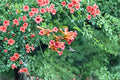 Trumpet Creeper Vine Seeds – Bright Orange Flowers, Climber, Campsis radicans, Pollinator-Friendly, Fast Growing, 30 Seeds