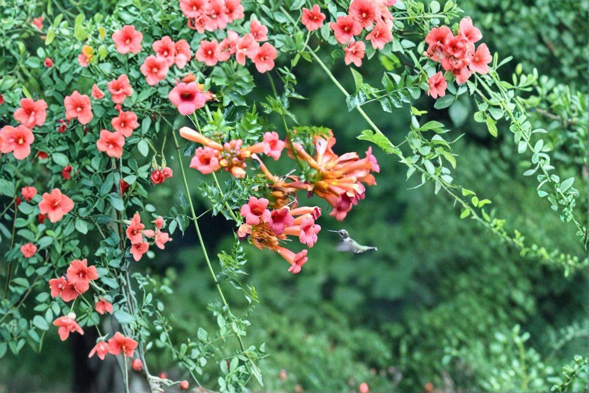 Trumpet Creeper Vine Seeds – Bright Orange Flowers, Climber, Campsis radicans, Pollinator-Friendly, Fast Growing, 30 Seeds