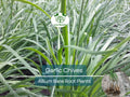50 Garlic Chives Plants - Organic Bare Root Allium tuberosum Edible Perennial Herb for Kitchen Gardens
