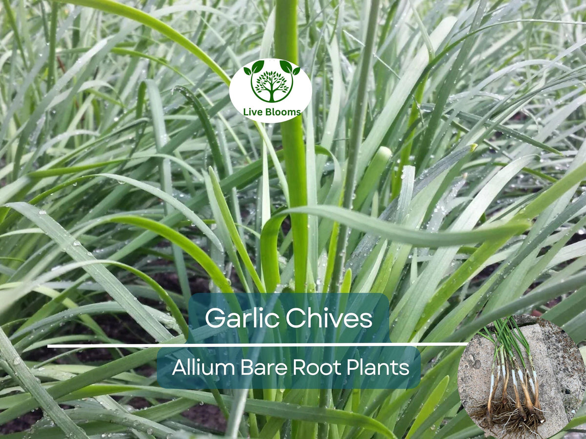 50 Garlic Chives Plants - Organic Bare Root Allium tuberosum Edible Perennial Herb for Kitchen Gardens
