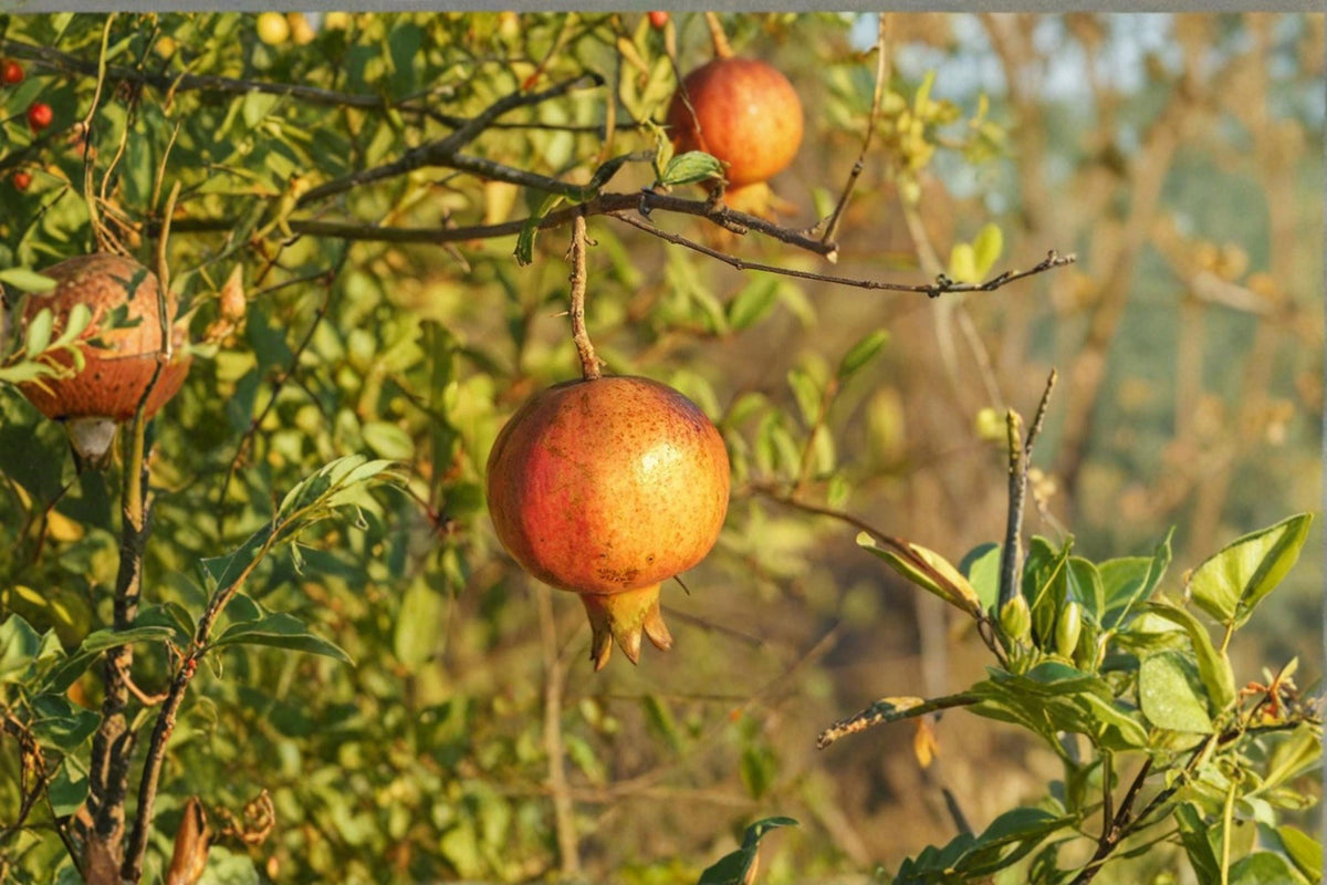 Sirenevyi Pomegranate Cuttings 6-8" Unrooted Punica granatum Fruitful Shrub or Small Tree