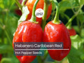 Habanero Caribbean Red Hot Pepper Seeds – Heirloom, Extra Spicy, Compact Plant for Salsas & Hot Sauces