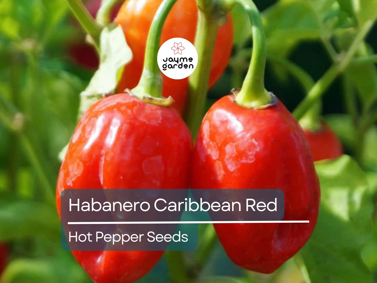 Habanero Caribbean Red Hot Pepper Seeds – Heirloom, Extra Spicy, Compact Plant for Salsas & Hot Sauces