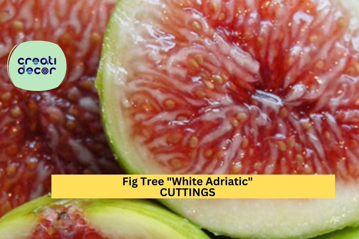 White Adriatic Fig Cuttings - Unrooted Ficus Carica 'White Adriatic' for Grafting or Rooting - Heirloom Edible Garden Plant
